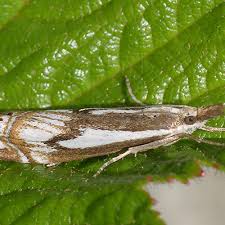 Attēlu rezultāti vaicājumam “Crambus pratella”