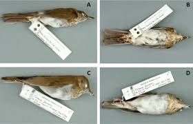 Image result for Catharus fuscescens