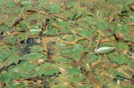 Attēlu rezultāti vaicājumam “Potamogeton compressus leaf”