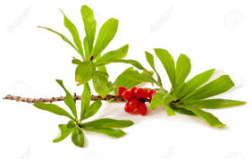 Attēlu rezultāti vaicājumam “Daphne mezereum leaf”