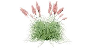 Attēlu rezultāti vaicājumam “Calamagrostis epigeios”