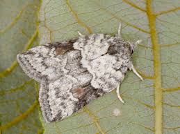 Attēlu rezultāti vaicājumam “Nycteola degenerana”