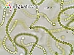 Attēlu rezultāti vaicājumam “Nostoc commune”