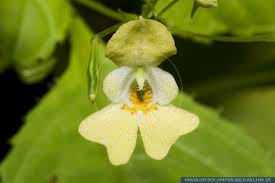 Attēlu rezultāti vaicājumam “Impatiens parviflora”