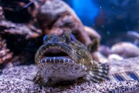 Image result for Myoxocephalus octodecemspinosus