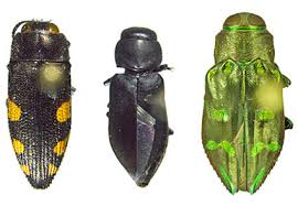 Attēlu rezultāti vaicājumam “Buprestidae”
