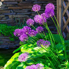 Attēlu rezultāti vaicājumam “Allium holandicum”