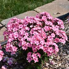 Image result for Phlox paniculata `Sweet Summer`