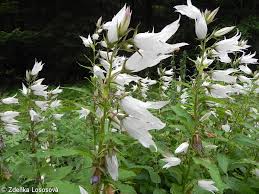 Attēlu rezultāti vaicājumam “Campanula latifolia fruit”