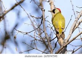 Attēlu rezultāti vaicājumam “Picus viridis”