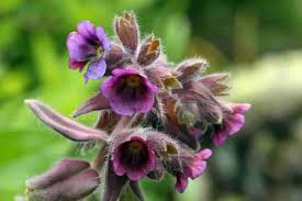 Attēlu rezultāti vaicājumam “Boraginaceae”