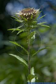 Attēlu rezultāti vaicājumam “Carlina biebersteinii”