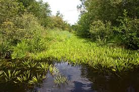 Attēlu rezultāti vaicājumam “Stratiotes aloides leaf”