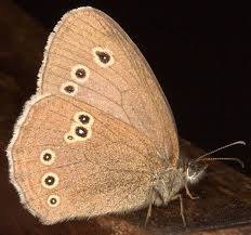 Attēlu rezultāti vaicājumam “Aphantopus hyperantus”