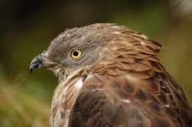 Attēlu rezultāti vaicājumam “Pernis apivorus”