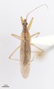 Attēlu rezultāti vaicājumam “Nabidae”