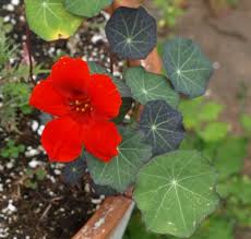 Image result for Tropaeolum majes