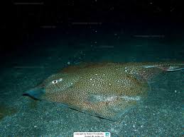 Image result for Raja brachyura