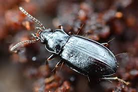 Attēlu rezultāti vaicājumam “Tachyta nana”