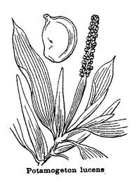 Attēlu rezultāti vaicājumam “Potamogeton lucens”