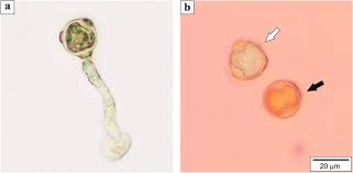 Attēlu rezultāti vaicājumam “Betula humilis male flower”