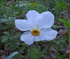 Attēlu rezultāti vaicājumam “Oenothera rubricauli bud”