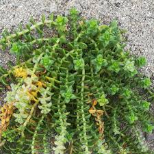 Attēlu rezultāti vaicājumam “Glaux maritima”