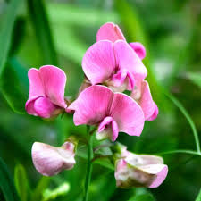 Attēlu rezultāti vaicājumam “Lathyrus sylvestris bud”
