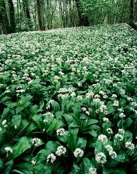 Image result for Allium ursinum