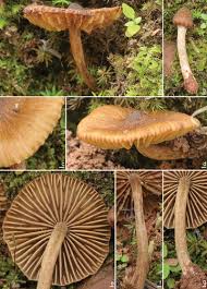 Attēlu rezultāti vaicājumam “Inocybe lanuginosa”