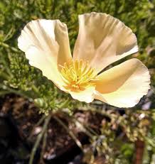 Attēlu rezultāti vaicājumam “Eschscholzia californica flower”