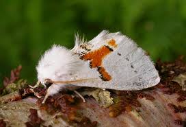 Attēlu rezultāti vaicājumam “Leucodonta bicoloria”