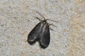 Attēlu rezultāti vaicājumam “Proutia betulina”