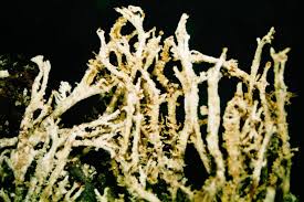 Attēlu rezultāti vaicājumam “Cladonia squamosa”