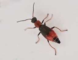 Attēlu rezultāti vaicājumam “Malachidae”