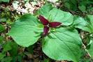 Celebrating Wildflowers - Plant of the Week - Red <b>Trillium</b>