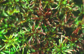 Attēlu rezultāti vaicājumam “Sphagnum warnstorfii”