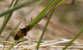 Attēlu rezultāti vaicājumam “Diphyus latebricola”