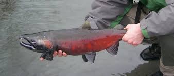 Image result for Oncorhynchus