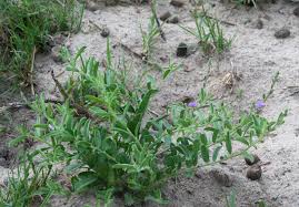 Attēlu rezultāti vaicājumam “Polygalaceae”