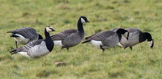 Attēlu rezultāti vaicājumam “Branta leucopsis”