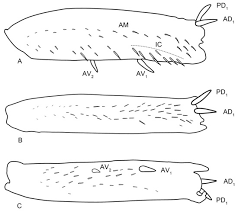 Attēlu rezultāti vaicājumam “Planaphrodes sp.”
