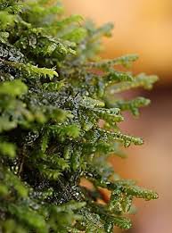 Attēlu rezultāti vaicājumam “Porella platyphylla macro”