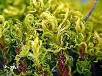 Attēlu rezultāti vaicājumam “Tortella inclinata”