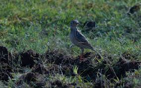 Image result for Anthus godlewskii