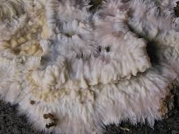 Attēlu rezultāti vaicājumam “Phlebia centrifuga”