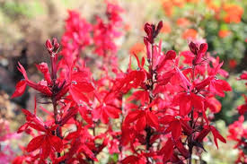 Image result for Lobelien