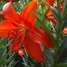 Attēlu rezultāti vaicājumam “Lilium lancifolium”