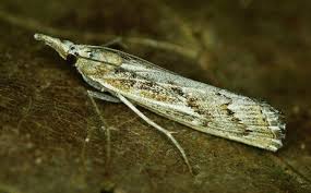 Attēlu rezultāti vaicājumam “Pediasia fascelinella”