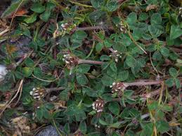 Attēlu rezultāti vaicājumam “Trifolium spadiceum leaf”